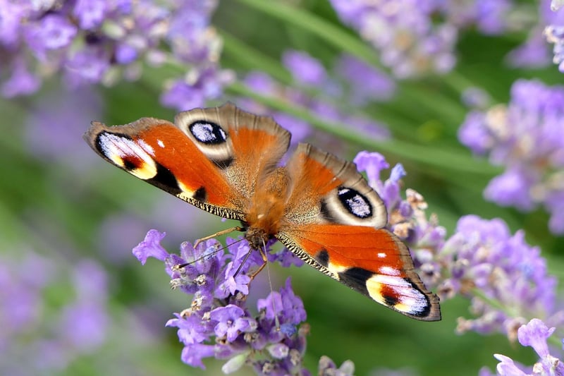 Butterfly effect